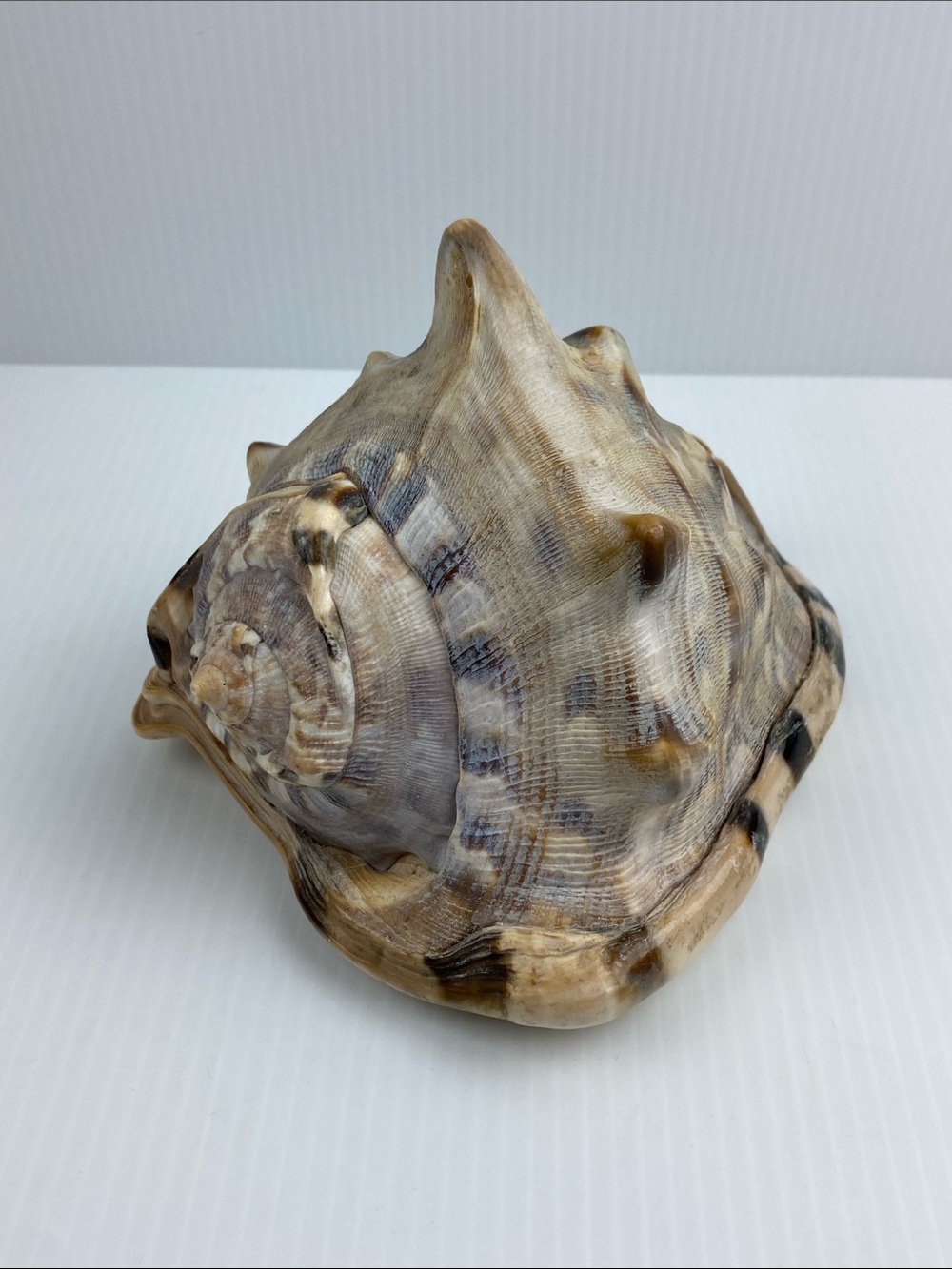 Large King Helmet Conch Seashell Horned Tiger Striped 6x5 inches